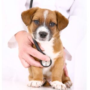 pet insurance texas